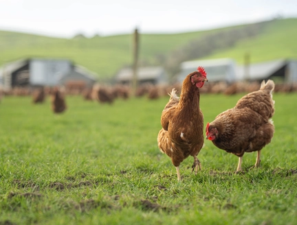 poultry supply chain